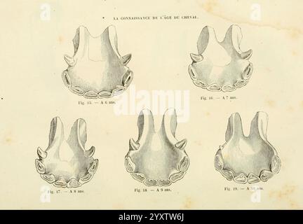 La, connaissance, générale, du, cheval, atlas, Paris, Didot, 1861, chevaux, L'illustration montre une série de cinq représentations anatomiques détaillées de dents équines, en se concentrant spécifiquement sur la structure des incisives. Chaque figure est méticuleusement étiquetée avec un numéro de figure correspondant et une annotation descriptive, mettant en évidence les variations d'âge et de développement chez les chevaux. Cette documentation visuelle est destinée à aider à la compréhension de la morphologie dentaire équine, fournissant des informations sur la façon dont les caractéristiques dentaires peuvent indiquer l'âge d'un cheval. La disposition systématique de la figure Banque D'Images