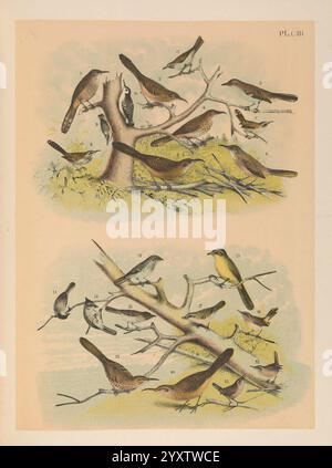 Les oiseaux d'Amérique du Nord New York, 1903, oiseaux, Amérique du Nord, œuvres picturales, toxostoma crissale, thrasher crissal, toxostoma bendirei, thrasher bendire, mimus polyglottos, oiseau moqueur du nord, toxostoma palmeri, batteur de palmer, toxostoma cinereum, batteur gris, thryomanes bewickii, poule de bewick, campylorhynchus brunneicapillus, poule de cactus, purus, sitta pygmaea, pétard pygmée, sitta carolinensis, pétard blanc, à bec fin, viréo altiloquus, viréo mousseux noir, melospiza melodia, moineau de chant, guttata, icteria virens, chat à seins jaunes, longue queue, atr poecile Banque D'Images