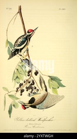 Les oiseaux d'Amérique, New York, J.B. Chevalier, 1840-1844, oiseaux, amérique du Nord, John James Audubon, œuvres picturales, sphyrapicus varius., représenté sont une paire de pics à ventre jaune perchés sur une branche ornée de baies foncées et de feuilles vertes. Le pic-bois en position haute est représenté de profil, soulignant ses marques distinctives, y compris un ventre jaune frappant et un plumage à motifs. Ci-dessous, un pic-bois supplémentaire est illustré dans une pose plus détendue, offrant une vue latérale qui met en valeur ses beaux détails. La branche délicate et le feuillage encadrent les oiseaux, soulignant th Banque D'Images