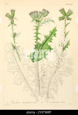 Icones florae Germanicae et Helveticae, simul Pedemontanae, Tirolensis, Istriacae, Dalmaticae, Austriacae, Hungaricae, Transylvanicae, Moravicae, Borussicae, Holsaticae, Belgicae, Hollandicae, ergo Mediae Europae. Lipsiae, F. Hofmeister 1834-1912. [v. 1, 1850], Europe, œuvres picturales, plantes, L'illustration représente deux variétés de chardon, mettant en valeur leurs caractéristiques distinctes. Sur la gauche, le Carduus nutans, communément appelé chardon musqué, se caractérise par ses tiges hautes et épaisses, ses fleurs violettes vibrantes et ses feuilles dentelées qui s'étendent à partir de la base. Le côté droit f Banque D'Images