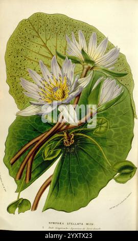 Flore des serres et des jardins de l'Europe A Gand, chez Louis van Houtte, éditeur, 1845-1880 taxonomie : Family= Nymphaeaceae Nymphaea stellata Nymphaea nouchali Blue lotus Star lotus Blue star Flower Botany Histsciart, Une belle illustration de Nymphaea stellata, communément connue sous le nom de nénuphar étoilé. L'œuvre présente de délicats pétales blancs avec des centres jaunes, entourés de feuilles vertes qui flottent gracieusement à la surface de l'eau. Les détails complexes soulignent l'élégance naturelle du lis, mettant en valeur la structure unique de la fleur et des feuilles, ainsi que les tiges que c Banque D'Images