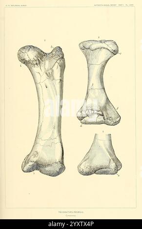 Les dinosaures d'Amérique du Nord, Washington, Govt. Print, 1896. Dinosaures, tricératops, prorsus, illustration représentant les caractéristiques anatomiques d'une prothèse tricératops. L'image présente trois vues distinctes d'un os de dinosaure, mettant en évidence sa structure et détaillant des aspects tels que la texture, la forme et les motifs de croissance. Chaque vue est numérotée, fournissant une référence claire pour les caractéristiques spécifiques de ce spécimen préhistorique, qui appartenait à un dinosaure cératopsien bien connu de la fin du Crétacé. L'illustration sert de référence scientifique, en mettant l'accent sur l'u de l'os Banque D'Images