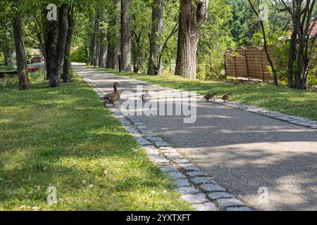 Mère canard et canetons traversant un sentier de parc entouré d'herbe verte et de grands arbres par une journée d'été ensoleillée. La faune dans la nature, la famille et les soins Banque D'Images