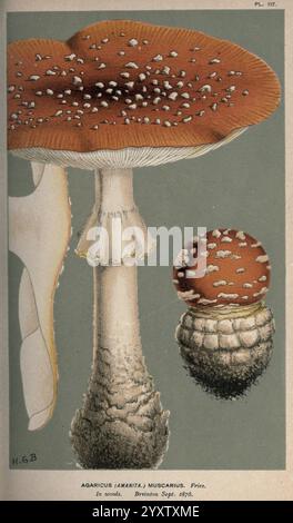 Illustrations de champignons britanniques (Hymenomycetes), pour servir d'atlas au 'Handbook of British Fungi'. London Williams et Norgate 1881-91. Champignons, Grande-Bretagne, cette illustration représente l'Amanita muscaria, communément appelé champignon agarique à la mouche. Caractérisé par son aspect saisissant, il dispose d'une casquette rouge vif ornée de taches blanches, se démarquant bien en évidence contre sa tige cylindrique pâle. Les branchies sous le capuchon sont faiblement visibles, mettant en valeur un arrangement délicat qui mène à la base. Une version plus petite du champignon est présentée à côté, mettant en évidence Banque D'Images