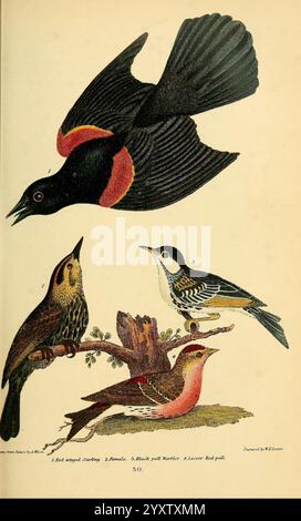 Ornithologie américaine, ou histoire naturelle des oiseaux des États-Unis, Petter & Galpin [187-]. Oiseaux, États-Unis, Agelaius phoeniceus, Carduelis flammea, Redpoll commun, Blackbird à ailes rouges, Paruline à Blackpoll, Setophaga striata, l'illustration représente plusieurs espèces d'oiseaux dans un arrangement artistique. Au sommet, un oiseau noir aux ailes rouges saisissant est représenté en vol, ses ailes déployées et soulignant son plumage vibrant. Ci-dessous, trois autres oiseaux sont perchés : sur la gauche se trouve un étourneau à ailes rouges, caractérisé par sa coloration et sa position distinctes, tandis qu'au centre se trouve un noir- Banque D'Images