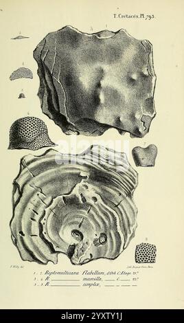 Paléontologie, française, Paris, chez l'auteur, 1840-1894, France, Paléontologie, Jurassique, tertiaire, Crétacé, paléobotanie, mollusque, fossile, oursins, fossile, histoires de fossiles, l'illustration présente divers spécimens géologiques présentant des textures et des motifs complexes. La section supérieure met en évidence une représentation détaillée d'un échantillon de roche ou de minéral, révélant une surface bosselée avec diverses élévations et dépressions. Ci-dessous, une vue en coupe transversale d'un autre spécimen illustre sa structure en couches, fournissant un aperçu des processus géologiques qui l'ont formé. Chaque spécimen est numéroté, s. Banque D'Images