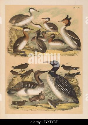 Les oiseaux d'Amérique du Nord New York, 1903. Oiseaux, Amérique du Nord, oeuvres picturales, Podiceps cristatus, grand grèbe à crête, Podiceps auritus, grèbe à cornes, Podiceps dominicus, moindres grèbes, Podilymbus podiceps, grebe à bec de pied, Podiceps nigricollis, grebe à col noir, Podiceps grisegena, grebe à col rouge, Aechmophorus occidentalis, gris occidental, Aechmophorus clarkii, gris de Clark, Gavia adamsii, plongeon jaune, Gavia arctica, plongeon arctique, Hydrobates furcatus, pétrel d'orage à queue fourchue, Procellaria parkinsoni, pétrel noir, Hydrobates microsoma, moindres pétrel tempête, Hydrobates leucorhous, Banque D'Images