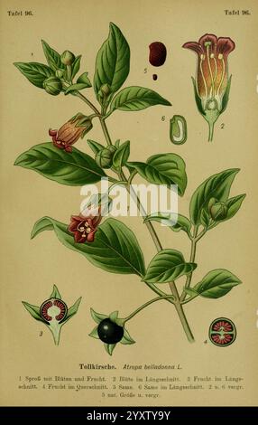 Die, Giftpflanzen, Deutschlands, Braunschweig, F, Vieweg, 1910, Allemagne, toxique, plantes, une illustration botanique détaillée représentant la plante Atropa Belladonna, communément connue sous le nom de mortelle de nuit. La composition présente différentes étapes de la plante, y compris sa germe avec des feuilles et des fruits, de multiples fleurs dans des vues longitudinales et transversales, et divers détails anatomiques. Les éléments clés sont étiquetés numériquement, offrant un aperçu de la structure de la plante, comme la forme du fruit, l'anatomie de la fleur et les caractéristiques des graines. L'illustration met en évidence la beauté complexe et Banque D'Images