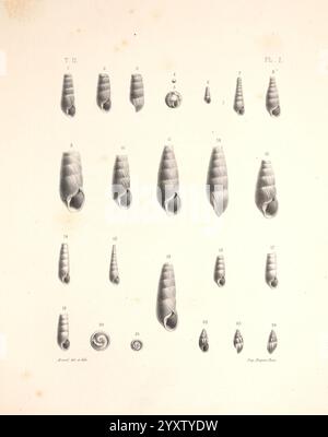 Malacologie de l'Algérie, ou, histoire naturelle des animaux mollusques terrestres et fluviatiles recueillis jusqu'à ce jour dans nos possessions du nord de l'Afrique, Paris, Challamel aîné, 1864, Algeria, mollusques, mollusques, fossile, l'exposition illustrée présente une collection de spécimens de coquillages, chacun méticuleusement représenté pour mettre en valeur leurs formes et motifs uniques. Différents types de coquilles sont disposés en forme de grille, avec des numéros accompagnant chacun pour une identification facile. Les coques présentent une gamme de formes en spirale, certaines avec des nervures complexes ou des surfaces lisses, mettant en évidence Banque D'Images