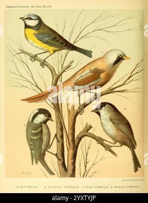 The Illustrated Book of Canaries and cage Birds, British and Foreign, Petter, Galpin & Co, [1878?] Oiseaux de cage, Canaries, Musée de zoologie comparée, oiseaux, ornithologie, l'illustration présente une collection de quatre espèces d'oiseaux distinctes perchées sur une branche d'arbre aride. Chaque oiseau est étiqueté avec son nom pour identification. Le coin supérieur gauche affiche un Blue Titmouse, caractérisé par sa couronne bleue éclatante et ses parties inférieures jaunes. À côté de lui se trouve le Titmouse bardé, remarquable pour son plumage brun doux et ses marques subtiles sur le visage. Le troisième oiseau, le Cole Titmouse, présente un mélange de gris et de beige Banque D'Images