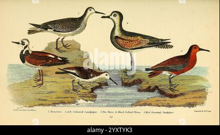 Américain, ornithologie, ou le, naturel, histoire, de, les, les oiseaux, de, les, États-Unis, États-Unis, Petter, &, Galpin, [187-], oiseaux, États-Unis, arenaria, interpres, ruddy, turnstone, pluvialis, squatarola, noir, ventre, pluvier, calidris, alpin, dunlin, calidris, canutus, rouge, nœud, un groupe de quatre oiseaux de rivage distincts est représenté, mettant en valeur leur plumage et leurs caractéristiques uniques. Le premier oiseau, à gauche, présente un corps marbré et bronzé avec un long bec mince. À côté de lui, un oiseau rouge éclatant se distingue par sa coloration frappante sur la toile de fond naturelle. Le troisième oiseau, Simil Banque D'Images