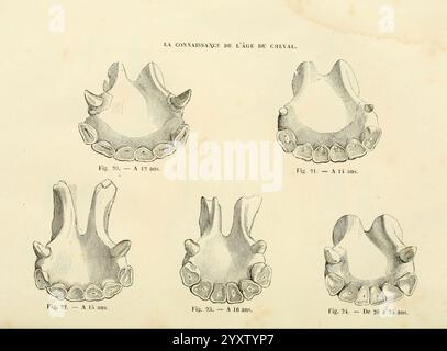 La connaissance générale du cheval, atlas, Paris, Didot, 1861, chevaux, l'illustration présente cinq diagrammes dentaires représentant les dents d'un cheval à différents âges. Chaque diagramme est étiqueté avec un numéro de chiffre et l'âge en mois, illustrant le développement et l'usure des dents équines. Les images mettent en évidence les différences dans la disposition et la forme des dents, fournissant un guide visuel pour comprendre comment la structure dentaire d'un cheval change de l'enfance à la maturité. Cette référence est utile pour les vétérinaires, les équestres et les étudiants qui étudient la biologie équine. Banque D'Images