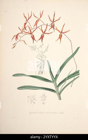 Pescatorea, Bruxelles, M. Hayez, 1860, Orchidaceae, cette illustration présente une représentation saisissante de l'espèce florale Brassia matutina. La plante présente des pétales allongés et minces dans des tons orange et jaune, présentant une structure florale unique et complexe. La tige centrale supporte de multiples fleurs, qui se caractérisent par leur aspect distinctif d'araignée. Sous la section de floraison primaire, les racines et la base de la plante sont illustrées, ajoutant du contexte à sa croissance. En outre, de plus petits croquis de la fleur sont inclus, soulignant les détails délicats de l'animal de compagnie Banque D'Images