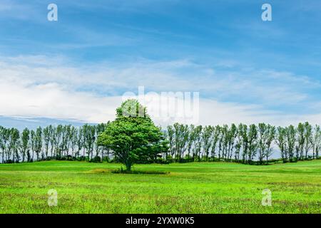 Lone Sugar Maple tree dans le champ de foin avec une ligne de peupliers et le ciel derrière. Voir depuis Kinney Road, Riverton Township, Michigan, États-Unis. Banque D'Images