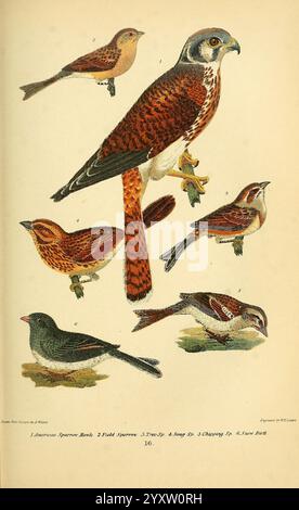 Ornithologie américaine, ou histoire naturelle des oiseaux des États-Unis, Petter & Galpin [187-]. Oiseaux, États-Unis, Falco sparverius, Spizella passerina, Chipping Sparrow, Spizella pusilla, Melospiza melodia, Junco hyemalis, Spizella arborea, moineau des arbres américains, Junco aux yeux foncés, crécerelle américaine, moineau Song, moineau des champs, Une illustration détaillée mettant en vedette diverses espèces d'oiseaux, chacune exposée dans une pose distincte. Le haut au centre présente un faucon frappant avec un plumage brun rougeâtre et des traits pointus, tandis qu'il entoure de plus petits oiseaux dans une gamme de tons terreux. Elles se trouvent dans Banque D'Images