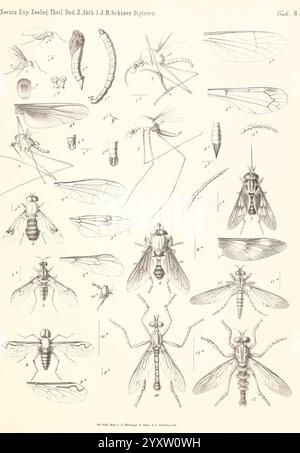 Reise der österreichischen Fregatte Novara Wien Kaiserlich 1861-75.jpg, cette illustration présente une collection de divers insectes, principalement en se concentrant sur des espèces de l'ordre des Diptères, communément appelées mouches. Les représentations détaillées comprennent différents stades de développement, tels que les larves et les formes adultes, mettant en valeur la diversité morphologique au sein de ce groupe. Les caractéristiques notables telles que la structure des ailes, la segmentation du corps et les antennes sont méticuleusement rendues, soulignant les distinctions entre les espèces. Chaque insecte est étiqueté avec des numéros correspondants pour l'identification, fournissant un compréhensi Banque D'Images