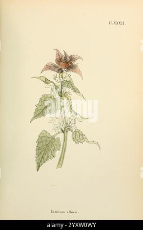 Fleurs Engadine Winchester imprimé auteur Warren son Pictorial Works plants Switzerland, Une illustration botanique de Lamium album, communément connu sous le nom d'ortie morte blanche. La plante présente une tige haute et verticale avec de larges feuilles ovales qui présentent un bord dentelé. Le sommet de la tige est orné de grappes de délicates fleurs blanches, qui ressemblent de façon frappante à celles de la menthe. Les fleurs sont complétées par une paire de petites bractées brun rougeâtre. Cette illustration souligne les détails complexes des feuilles et des fleurs, mettant en valeur les caractéristiques distinctives de la plante. L'étiquette a Banque D'Images