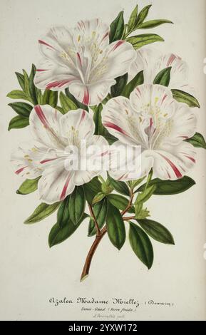 L'illustration horticole, Gand, Belgique, imprimerie et lithographie de F. et E. Gyselnyck, 1854-1896, floriculture, jardinage, serres, horticulture, périodiques, fleurs, Une représentation magnifiquement illustrée de l'Azalée Madame Moitessier, mettant en valeur de grandes fleurs blanches délicates ornées de subtiles stries roses. Les fleurs sont élégamment disposées, entourées de feuilles vertes luxuriantes qui améliorent leur aspect gracieux. Sous l'affichage vibrant, le nom scientifique est élégamment écrit, ajoutant une touche d'authenticité botanique à cette représentation exquise de la beauté florale. Banque D'Images