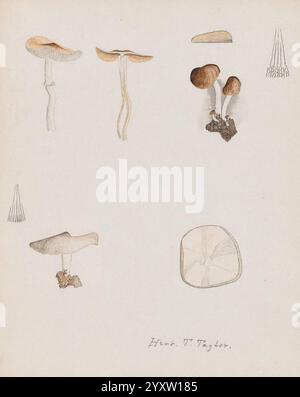 Dessins de champignons, pas avant 1839, champignons, œuvres picturales, cette collection présente une variété de champignons dessinés à la main, mettant en valeur leurs formes, textures et couleurs distinctes. Les illustrations comprennent différents types de bouchons, de larges et plats à étroits et allongés. Différentes formes de croissance sont représentées, telles que celles avec des tiges allongées et d'autres avec des bases bulbeuses. Chaque spécimen est soigneusement rendu, mettant en évidence des détails complexes comme les branchies et les motifs de surface. Une touche artistique est évidente dans l'utilisation subtile de la couleur, soulignant la diversité des champignons. Une note au bas des crédits Banque D'Images