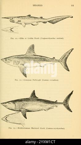 Field book of Giant Fishes New York, G. P. Putnam [1949], Shark, Whales, Woods Hole, Fishes, Isurus oxyrinchus, Mitsukurina owstoni, Lamna nasus, l'illustration présente une série de trois espèces de requins distinctes. Au sommet, le requin Elden ou Gobelin (nom scientifique : *Mitsukurina owstoni*) est représenté, mettant en valeur son museau allongé unique et son corps élancé. En dessous, le requin-taupe commun (*Lamna nasus*) est illustré, caractérisé par sa construction robuste et ses nageoires pointues distinctives. La dernière espèce présentée est le requin maquereau méditerranéen (*Lamna ocythrus*), connu pour son ruisseau Banque D'Images