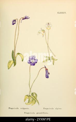 Fleurs, Engadine, Winchester, imprimé, auteur Warren, fils, 1891, Engadine, fleurs, oeuvres picturales, plantes, Suisse, L'illustration présente trois espèces distinctes du genre Pinguicula, communément appelées butterworts. Chaque plante est rendue avec des détails délicats, mettant en valeur leurs caractéristiques uniques. - **Pinguicula vulgaris** : affichée à gauche, cette espèce présente des feuilles vertes qui forment une rosette et sont généralement couvertes de poils glandulaires. - **Pinguicula alpina** : positionnée au centre, cette plante arbore des fleurs pâles de forme élégante, indiquant son h alpin Banque D'Images