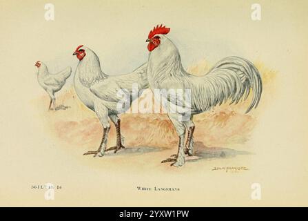 The book of Poultry New York The Macmillan Company 1921 Poultry Gallus gallus UMass Amherst Libraries, l'illustration présente un trio de poulets Leghorn blancs, caractérisés par leur plumage blanc saisissant et des peignes rouges proéminents. Les deux coqs se tiennent en toute confiance au premier plan, mettant en valeur leur posture élégante et leurs longues plumes de queue coulantes, tandis qu'une poule est représentée en arrière-plan, complétant la scène. L’art met l’accent sur les formes robustes et les caractéristiques distinctives des poulets, soulignant leur importance dans l’élevage de volailles. Le cadre doux et naturel rehausse subtilement le promi Banque D'Images