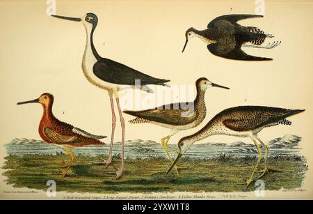 Ornithologie américaine, ou histoire naturelle des oiseaux des États-Unis, Petter & Galpin [187-], oiseaux, États-Unis, Terne Noire, Melanoleuca, taxonomie, Gallinago commun, Delicata, Himantopus Mexicanus, Tringa Solitaria, Limnodromus griseus, piper de sable solitaire, Greater Yellowlegs, échasses à col noir, Snipe de Wilson, Dowitcher à bec court, remerciements, la scène présente un groupe diversifié d'oiseaux de rivage, chacun représenté dans une variété de poses qui soulignent leurs caractéristiques uniques. Au centre, un grand oiseau avec de longues pattes et une tête aux formes distinctives se tient élégamment, illustrat Banque D'Images