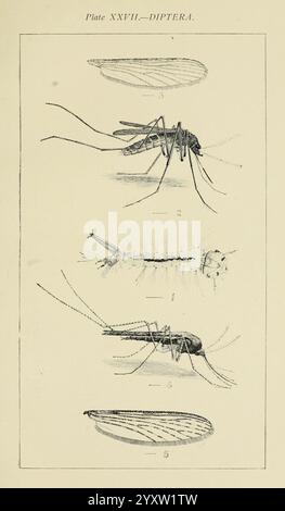 Insectes australiens Sydney W. Brooks 1907 Female Wing Australia insectes Culicidae Arthropoda larve Diptera Culex quinquefasciatus Australia Culex quinquefasciatus Culex fatigans Culex fatigans culex culex quinquefasciatus Anopheles annulipes Anopheles annulipes Anopheles annulipes Anopheles cellia annulipes arthropode, illustration montrant divers stades et caractéristiques anatomiques des insectes appartenant à l'ordre des Diptères. La section supérieure montre une vue détaillée d'un moustique adulte, mettant en évidence son corps allongé, ses longues pattes et sa proboscis distinctive. En dessous, une forme larvaire est représentée, caractérisée par son Banque D'Images