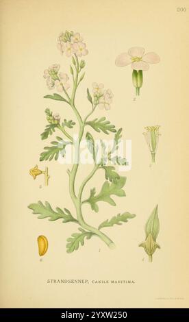 Billeder af Nordens Flora V 1 København G E C Gad's Forlag 1917 1927 plantes Finlande Scandinavie le jardin botanique de New York œuvres picturales Cakile Maritima, l'illustration met en valeur la plante Cakile maritima, communément appelée fusée de plage ou senep à brins. La représentation centrale présente la tige verte mince de la plante ornée de délicats grappes de petites fleurs de couleur claire. Autour de la plante principale se trouvent des dessins détaillés des éléments botaniques clés : les fleurs sont numérotées pour référence, et des images supplémentaires mettent en évidence les structures des fruits et des feuilles. Une graine proéminente est illustrée al Banque D'Images