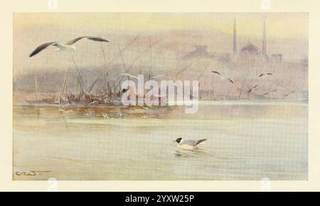 Oiseaux égyptiens pour la plupart vus dans la vallée du Nil, Londres, 1909, oiseaux, Egypte, Larus ridibundus, Larus fuscus, 598262, la scène représente un paysage aquatique tranquille, où un plan d'eau serein reflète les couleurs douces d'une aube brumeuse. Au premier plan, un oiseau solitaire glisse gracieusement sur la surface, créant de douces ondulations. Au milieu du terrain, une collection de bateaux est ancrée, leurs silhouettes partiellement obscurcies par une atmosphère brumeuse qui suggère un petit matin. En arrière-plan, des formes architecturales distinctives s'élèvent contre la ligne d'horizon, suggérant peut-être une ville ancienne avec soa Banque D'Images