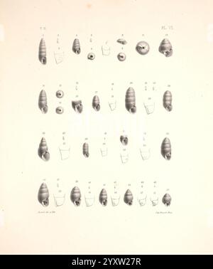 Malacologie de l'Algérie, ou, histoire naturelle des animaux mollusques terrestres et fluviatiles recueillis jusqu'à ce jour dans nos possessions du nord de l'Afrique, Paris, Challamel aîné, 1864. Algérie, mollusques, mollusques, fossile, Une illustration détaillée mettant en valeur une variété de spécimens de coquillages disposés en grille systématique. Chaque coquille est numérotée et méticuleusement étiquetée, mettant en évidence des caractéristiques distinctes telles que la forme, la texture et la taille. La composition comprend un assortiment de coques coniques, spirales et arrondies, présentant à la fois des surfaces lisses et striées. Les classificati scientifiques Banque D'Images