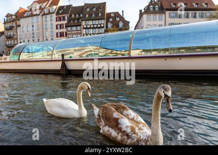 Paysage vue sereine le cygne glisse sur le canal du Rhin dans le quartier de Strasbourg la petite France contre un bâtiment historique à colombages Banque D'Images