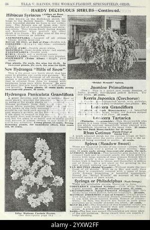 La merveilleuse nouvelle rose hoosier Beauty, Springfield, Ohio, Baines, [1918]. fleurs, roses, graines, catalogues, plantes ornementales, plantes bulbes, catalogues commerciaux, industrie des semences et le commerce, histoires de jardin, en fleurs, cette page présente une variété d'arbustes décidus robustes avec leurs descriptions. Le coin supérieur gauche présente Hibiscus Syriacus, connu pour ses grandes fleurs vibrantes, tandis que le coin supérieur droit présente un Prunifolium jasmin fleuri, caractérisé par ses délicates fleurs blanches. En dessous de ces illustrations, l'Hydrangea paniculata Grandiflora est représentée, reconnue pour son impressionnant Banque D'Images