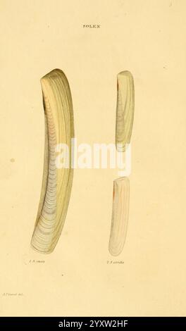 Américain, marine, conchologie, Philadelphie, imprimé, pour le, auteur 1831, mollusques, États-Unis, ENSIS, Ensisdirectus, Solen, Solenviridis, femmes, in, science, l'illustration présente une étude scientifique de deux spécimens de coquilles, identifiés comme Solen. Sur la gauche, la forme allongée de Solen serra est représentée, caractérisée par son bord lisse et incurvé et des gradations de couleurs distinctes qui transmettent la profondeur et la texture. La droite présente la Solen candida, une version légèrement plus compacte avec une forme effilée similaire. Les deux coquilles sont présentées avec une attention aux détails, soulignant leur patt naturel Banque D'Images