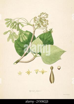 Plantes de la côte de Coromandel, Londres, imprimé par W. Bulmer et Co. pour G. Nicol, libraire, 1795-1819, 1819, botanique, gravure sur cuivre, côte Coromandel, Angleterre, médias graphiques, colorés à la main, Inde, plantes, fleurs, fruits, Gyrocarpus jacquini, Gyrocarpus americanus, Hernandiaceae, hélice, thanukku, mundari, vallaithanuku, stinkwood, ज़ैतून, geo:continent= asia, geo:continent= africa, GEO:continent= southamerica, Mésoamerica, Australie, Océanie, Inde, une étude botanique magnifiquement illustrée du Gymnocladus dioicus, avec une représentation détaillée de ses feuilles, de ses fleurs et de sa vue Banque D'Images