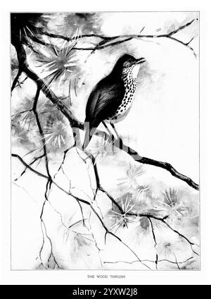 Portraits d'oiseaux, Boston, Ginn & Company, 1901, oiseaux, Hylocichla mustelina, grive des bois, illustration détaillée d'une grive des bois perchée gracieusement sur une branche. L'oiseau affiche une combinaison frappante de plumage foncé avec un dessous de ventre blanc tacheté distinctif, soulignant sa beauté. Autour de la grive, les branches s'entrelacent sur un fond doux, tandis que les notes de feuillage ajoutent de la profondeur à la scène. La composition capture l'essence de cet oiseau chanteur des bois, mettant en valeur sa posture élégante et son comportement attentif lorsqu'il regarde au loin. En dessous de l'illustration, le titre ''The Wood Thru Banque D'Images
