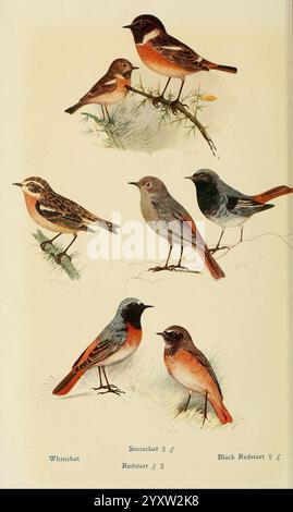 Britanniques, oiseaux, dans, leurs, hantes, Londres, Dutton[1922], Grande-Bretagne, oiseaux, Saxicola rubicola, Stonechat européen, Phoenicurus ochruros, Black Redstart, Saxicola rubetra, Phoenicurus phoenicurus, Common Redstart, Whinchat, Une collection d'oiseaux illustrés présentant diverses espèces. La rangée supérieure présente un Whinchat avec une pose délicate sur une brindille, accompagné d'une Paruline brunâtre perchée à proximité. La rangée centrale présente un charmant Stonechat, mis en évidence de profil pour accentuer ses caractéristiques, aux côtés d'un Redstart aux couleurs douces, exposant son plumage vibrant. La rangée inférieure comprend un Banque D'Images