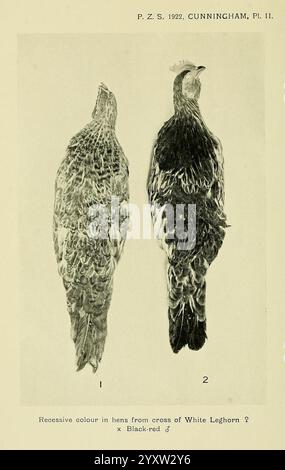 Proceedings of the Zoological Society of London, London, Academic Press Periodicals, Zoology, Birds, poules, l'image montre deux illustrations d'oiseaux montrant leurs motifs de plumage et leur coloration. Sur la gauche, la figure met en évidence une poule de la croix d'une Leghorn blanche, soulignant ses traits distinctifs, tandis que la figure de droite représente un coq noir-rouge. Les deux sont représentés dans une comparaison côte à côte, permettant un examen détaillé de leurs patrons de plumes respectifs et de leur morphologie globale, contribuant à une compréhension des variances génétiques dans les races de volailles. Banque D'Images