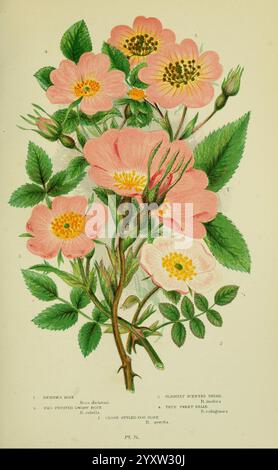 Les plantes à fleurs, les herbes, les sédiments et les fougères de Grande-Bretagne. Londres, F. Warne, 1905. Floras, Grande-Bretagne, plantes, Anne Pratt, botanique, femmes dans la science, Rosa dicksoni, Rosa dicksonii, Rosa villosa, rose des pommes, Rosa rubéole, rose de Dickson, rose naine à fruits rouges, Rosa spino sissima, rose burnet, rose écossaise, fleurs, Rosa inodora, briar légèrement parfumée, Rosa rubiginosa, vraie briar douce, rose de briar, Rosa systyla, Rosa stylosa, rose de chien proche style, rose de champ court style, arthropode, Anne Pratt, Anne Pratt, Anne Pratt, Une illustration délicate met en valeur un groupe de fleurs roses, chacune avec cinq peta Banque D'Images
