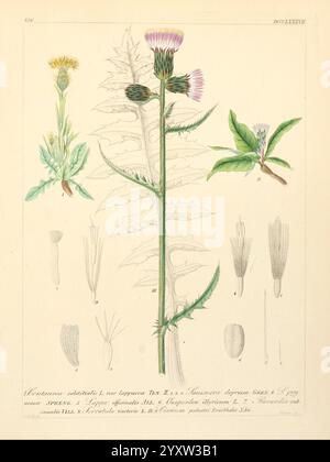 Icones florae Germanicae et Helveticae, simul Pedemontanae, Tirolensis, Istriacae, Dalmaticae, Austriacae, Hungaricae, Transylvanicae, Moravicae, Borussicae, Holsaticae, Belgicae, Hollandicae, ergo Mediae Europae. Lipsiae, F. Hofmeister 1834-1912. [v. 1, 1850], Europe, œuvres picturales, plantes, cette illustration représente la plante *Cirsium arvense* (communément appelée chardon du Canada) dans une étude botanique détaillée. La représentation verticale centrale met en évidence la grande tige de la plante ornée de feuilles épaisses caractéristiques des chardons. Autour de la caractéristique principale se trouvent diverses illustrations plus petites Banque D'Images