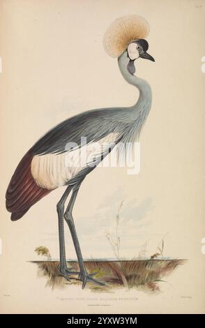 Gleanings from the Menagerie and Aviary at Knowsley Hall, Knowsley, [imprimé pour distribution privée], 1846-50, œuvres picturales, ruminants, zoologie, oiseaux, Balearica regulorum, grue couronnée grise, cet oiseau élégant dispose d'une combinaison frappante de couleurs, avec un cou élancé et de longues jambes. Il affiche une couronne de plumes proéminente et moelleuse au sommet de sa tête, ajoutant à son apparence majestueuse. La carrosserie présente un dégradé de teintes, passant du gris foncé sur ses parties supérieures à un blanc vif sur ses parties inférieures, complété par une riche aile brun rougeâtre. Ses traits faciaux incluent une distine Banque D'Images