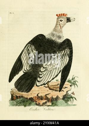 Une histoire générale des oiseaux, Winchester, Angleterre, imprimé par Jacob et Johnson, pour l'auteur vendu à Londres par G. et W.B. Whittaker, et 3 autres, 1821-1828, oiseaux, œuvres picturales, vautours, vautours griffon, condor andin, Un vautours majestueux condor se tient en évidence avec ses ailes partiellement déployées, présentant une envergure impressionnante. Ses plumes présentent un contraste saisissant de tons sombres ornés de motifs complexes, tandis que sa tête présente une crête distinctive et des marques notables. L'oiseau est perché sur une surface rocheuse entourée de notes de végétation, capturant l'essence de son natur Banque D'Images