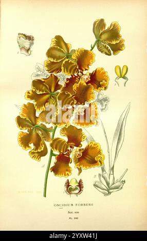 Favori, fleurs, de, jardin, et, Greenhouse, Londres, and, New York, Frederick Warne & Co, 1896-97, France, XIXe siècle, icones, floriculture, chromolithographie, plantes, ornementales, Une représentation magnifiquement illustrée de l'orchidée Oncidium forbesii, mettant en valeur ses fleurs complexes et vibrantes. L'illustration présente de multiples fleurs avec des motifs riches et complexes et des nuances d'or et de brun, entourées d'un feuillage vert délicat. Accompagnant la grappe de fleurs principale sont des esquisses botaniques détaillant les caractéristiques spécifiques de la plante, telles que la base de la fleur et la structure unique de Banque D'Images