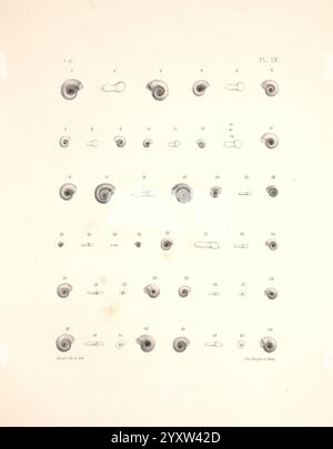 Malacologie de l'Algérie, ou, histoire naturelle des animaux mollusques terrestres et fluviatiles recueillis jusqu'à ce jour dans nos possessions du nord de l'Afrique, Paris, Challamel aîné, 1864, Algeria, mollusques, mollusques, fossile, Une étude détaillée présentant différents types de coquilles d'escargots, disposées systématiquement en rangées et colonnes. Chaque coquille est numérotée et présente des formes et des tailles différentes, soulignant les motifs complexes et les structures propres à chaque espèce. L'arrangement fournit une référence visuelle pour la diversité de la morphologie de la coquille, mettant en évidence l'art des sciences naturelles Banque D'Images