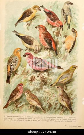 Atlante ornitologico, 1902, oiseaux, Europe, Une illustration détaillée présentant une variété d'oiseaux chanteurs, chacun étiqueté avec des identifiants numériques pour référence. Les oiseaux affichent une gamme de couleurs et de motifs, mettant en valeur la diversité des espèces. Parmi eux se trouvent plusieurs pinsons et grosbecs, caractérisés par leurs becs et plumage distinctifs. Le fond est orné d'éléments naturels, y compris des branches et des cônes, améliorant la représentation globale de ces espèces aviaires dans leur habitat. L'œuvre met l'accent sur la beauté et les subtilités de chaque oiseau, invitant le spectateur à apprécier le gagné Banque D'Images