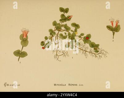 Américain, médicinal, plantes, New York, Boericke & Tafel, c1887, botanique, médicale, États-Unis, Mitchellrepens, médical, botanique, l'illustration présente la plante Mitchella repens, communément appelée partridgeberry. Il présente une vigne sinueuse avec des feuilles distinctes et arrondies et de petites fleurs blanches qui possèdent une teinte rose subtile. La composition met en évidence deux étapes différentes de la fleur, mettant en valeur une fleur entièrement ouverte et une fleur en bourgeonnement, ainsi que des grappes de petites baies rouges. Le riche détail du feuillage et des fleurs souligne la beauté délicate de la plante et son habitat naturel, l'illust Banque D'Images