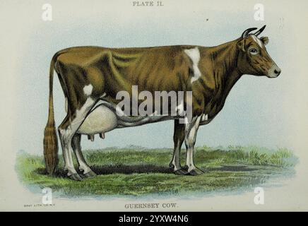 Biggle vache book Philadelphia W. Atkinson 1898 c1897 vaches Bos taurus vache de Guernesey, Une vache de Guernesey est représentée gracieusement debout sur une herbe luxuriante, mettant en valeur son pelage marron rougeâtre distinct marqué de taches blanches. Le cadre solide et l'expression douce de l'animal soulignent ses capacités de production laitière. Cette race est réputée pour son lait riche, connu pour sa couleur dorée et sa teneur élevée en matière grasse butyrique, ce qui en fait un atout précieux dans l'élevage laitier. La vache est de profil, permettant une vision claire de ses caractéristiques, y compris la courbure caractéristique de son corps et la proéminence de son pis Banque D'Images