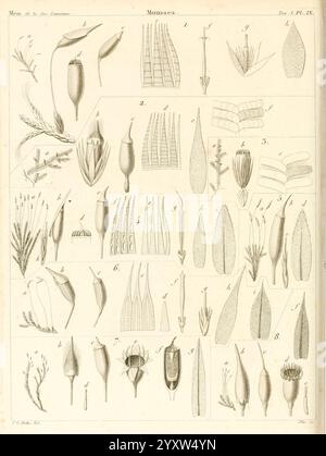 Mémoires de la Société linnéenne de Paris. Paris, au Secrétariat de la Société, 1822-1828. Histoire naturelle, périodiques, plantes, cette illustration présente un éventail de spécimens botaniques, méticuleusement arrangés pour l'étude. Différents types de plantes sont représentés, mettant en valeur leurs structures distinctes, y compris les feuilles, les fleurs et les graines. Les dessins détaillés mettent en évidence les caractéristiques et les formes uniques de chaque spécimen, donnant un aperçu de la diversité de l'anatomie végétale. Chaque section étiquetée présente des caractéristiques botaniques spécifiques, ce qui en fait une ressource précieuse pour comprendre le morpholog des plantes Banque D'Images