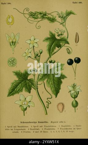 Die Giftpflanzen Deutschlands, Braunschweig, F. Vieweg, 1910, Allemagne, plantes toxiques, cette illustration met en valeur la plante Bryonia alba, communément appelée bryony blanche. Les composants incluent Banque D'Images