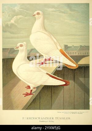 Illustrirtes Mustertauben-Buch, Hamburg, Druck und Verlag von J.F. Richter, [1884-1886], pigeons, anatomie, variation, œuvres picturales, deux pigeons élégamment posés perchés sur une surface en bois, mettant en valeur leurs traits distinctifs. Le premier pigeon est principalement blanc avec une queue orangée frappante, tandis que le second présente une palette de couleurs similaire mais avec des variations subtiles dans son plumage. Les deux oiseaux possèdent des pieds rouge vif et des expressions curieuses, indiquant leur vigilance. En arrière-plan, un paysage urbain flou ajoute du contexte, faisant allusion à leur habitat. Illustration détaillée Banque D'Images